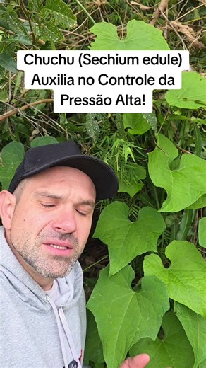 Chuchu (Sechium edule) para controlar pressão alta