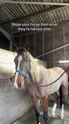 Cool Horse Names for Your Equine Friends