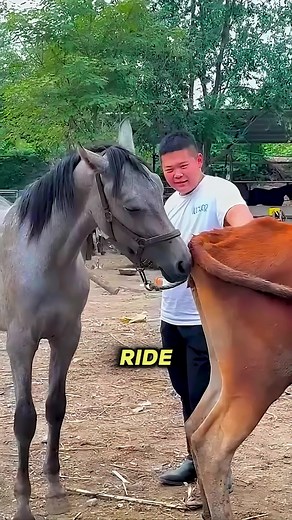 Beginner Horseback Riding: First Steps and Tips