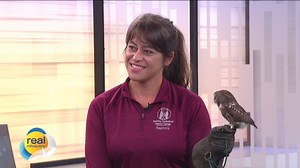 Meet Willow! Schlitz Audubon Nature Center's Northern Saw-whet Owl