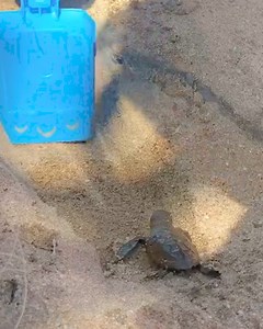 1.6M views · 19K reactions | They dug a path to direct this baby turtle towards the sea 凉 | Furry Tails | Facebook