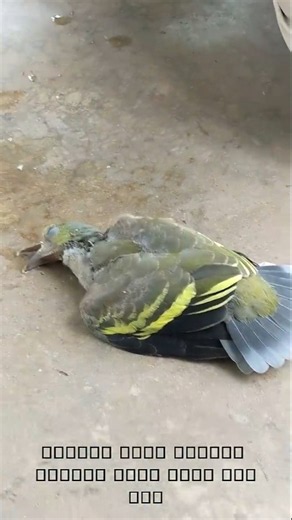 helpless little yellow bird