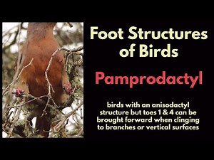 FOOT STRUCTURES OF BIRDS - PAMPRODACTYL feet - birds with reversible toes 1 & 4