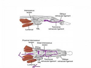 Extensor Mechanism WRIST AND HAND COMPLEX