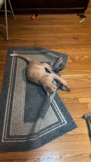 Mr Flippy is blind, deaf & has CH - but he still loves to play. #cerebellarhypoplasia #orangecatsoftiktok #catsoftiktok