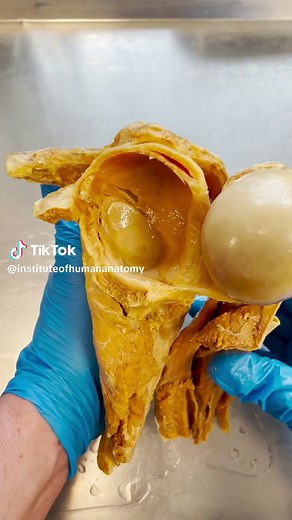 Understanding Torn Labrum: Shoulder Anatomy Explained