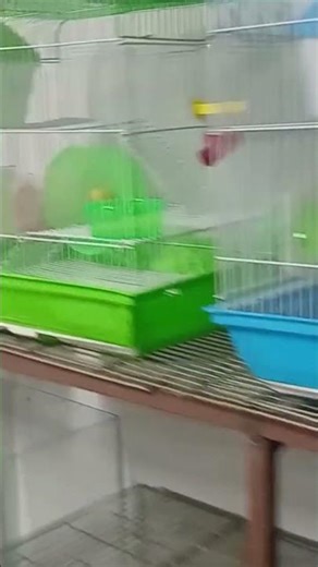 Hamster cage and accessories available for sale at Ernakulam
