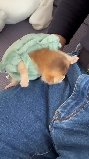 Playful Kittens in Cozy Tortoiseshell Cat Adventure