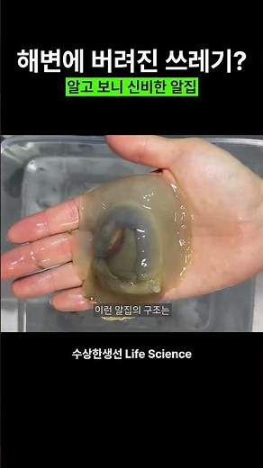 Trash on the beach? Turns out it's a mysterious egg case