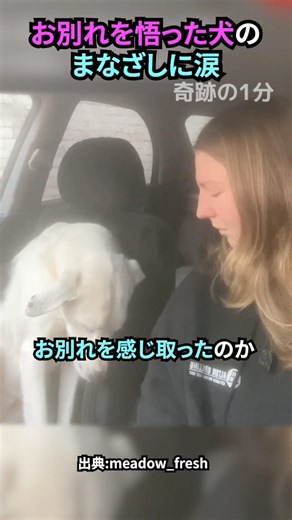 お別れを悟った犬のまなざしに涙#犬 #犬動画 #犬のいる暮らし