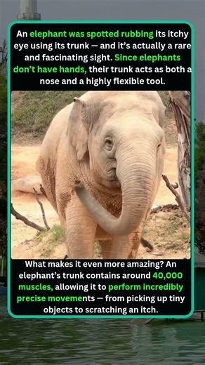 Why Elephants Use Their Trunks Like Hands | Amazing Elephant Facts #viral #facts
