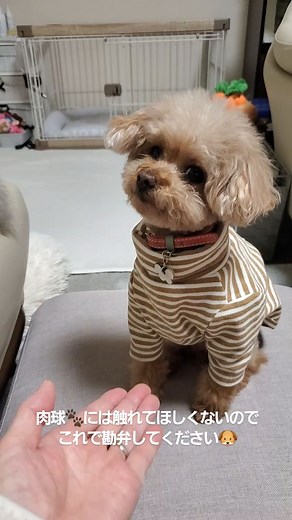 coco | 肉球を触れられたくないCoCoの「エアーおて、おかわり」😁肉球を触られたくないワンちゃんって多いのかな？さぁ、今日もたくさん笑って過ごしましょうね😃... | Instagram