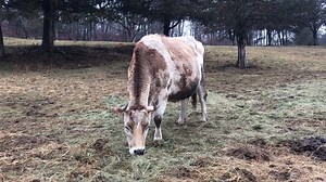 1.9K views · 186 reactions | Where there’s a Jesse, there’s an Amos. These two have stuck by each other's sides through thick and through thin. We could all learn a thing or two from their friendship. ❤️ | Catskill Animal Sanctuary | Facebook