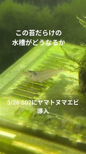 ヤマトヌマエビを２匹苔だらけのカオスな日淡水槽に導入①！【S02】2026 3/25 #ヤマトヌマエビ #苔取り