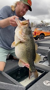 4.3M views · 82K reactions | Today is December 1. December is by far, the best big fish month. It’s the first month the water temps are actually cold down south, and many people are still deer hunting. Get you an umbrella rig, a swim jig, or a Shindo from 6th Sense Fishing and give er hell. This was my second 15 pounder I ever caught. December is also the month I caught a 61.37 pound stringer on 5 fish. Go fishing! | Josh Jones Fishing | Facebook