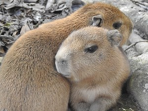 Adorable baby capybaras born at N.J. zoo. See photos of the new pups.
