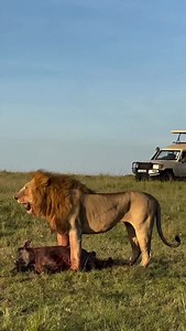 14 days Uganda Rwanda Kenya and Diani safari Day 1: arrival at Entebbe airport and check in the hotel for relaxation Day 2: morning road transfer to Kibale forest national park and have afternoon nigiri swamp walk Day 3: enjoy chimpanzee tracking in Kibale forest and afternoon transfer to queen Elizabeth national park Day 4: have a full day of adventure in queen Elizabeth national park with game drives and boat cruise on Kazinga channel Day 5: morning game drive and road transfer to Bwindi impen