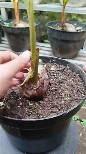 Initial stages of making coconut tree bonsai #bonsai #plant #bonsaikelapa #coconutbonsai #gardening