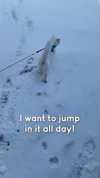 Cat Jumps Around In Excitement On Witnessing Snow