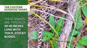 The Slithering Dead: See the ‘Zombie’ Snake Ready to Emerge Across America