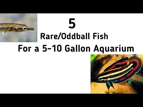5 Rare/Oddball Fish for a 5-10 Gallon Freshwater Aquarium
