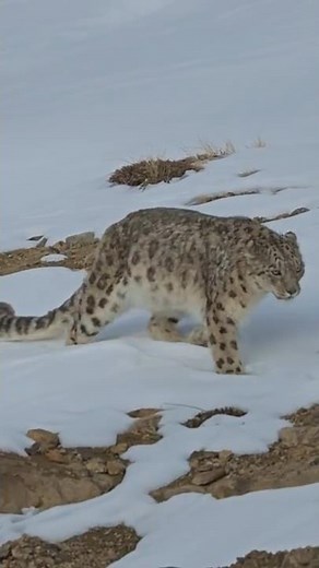 Snow Leopard Elusive Hunter