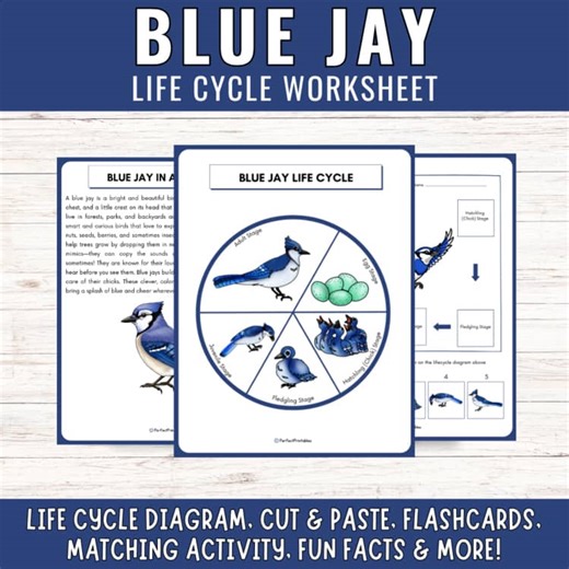 Life Cycle of a Blue jay Worksheet | North American Bird Unit Study & Fun Facts!