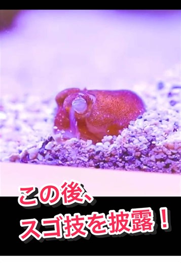 ミミイカダマシの揚げ餃子ちゃんです！すごすぎませんか！？ #アクアリウム #aquarium #可愛い動物 #可愛いペット #イカ