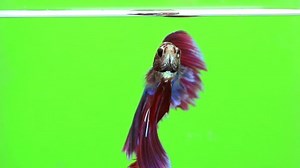 Betta Fish Siamese Fighting Fish Betta Stock Footage Video (100% Royalty-free) 32187475 | Shutterstock