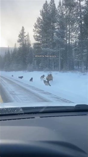 Wolf Pack Hunt Right Outside My SUV 😨🐺 #shorts #wildlife #wolf