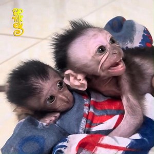 Baby Monkeys So Terrified When Dad Did Lip Smacking | Edgie Nick Connors