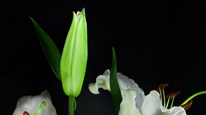 White flower opening in slow motion - Free Stock Video