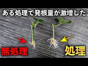 【挿し木】 とても簡単な「ある処理」をするとドバドバ「発根」して驚いたが捨てました。
