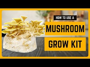 How to Use a Mushroom Grow Kit