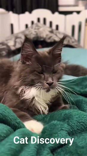 Loudest Maine Coon Purr #shorts