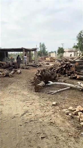 view of timber ready for cutting #wood #wheelsaw #woodworking #sawblade #circularsawblade #sawstop