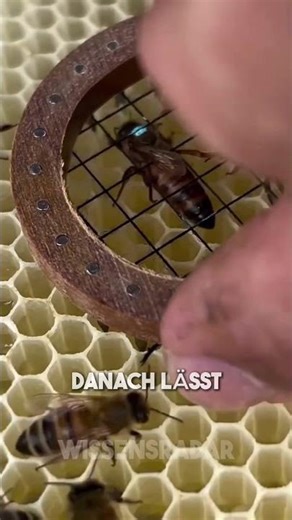 How beekeepers find the queen bee 🐝👑
