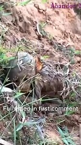 Million pity poor Abandon monkey | Monkey Cambodia