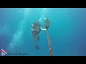 Scuba Diving Honolulu 🦈 Incredible Shark & Turtle Encounters