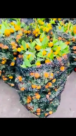 The Prosperity Kiat Kiat Trees just landed!! All grown and ready to be taken home!!! Fast moving so better order yours now!!! Just available once every year so don’t miss your chance to own this citrus babies! #cnfdonjose #fbreelsfypviral #cnffarmersmarket #fbreels #cnffruits #postoftheday #reels #kiat #fypviralシ #chinese #newyear #dragon #lucky #goodvibes #prosperity | C & F Fruits | Facebook