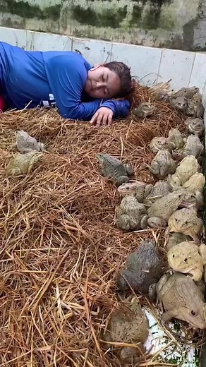 1M views · 2.3K reactions | ของีบจักแว๊บก่อบ่ได้ Peekaboo, let's play hide and seek with the frogs? #frog #frogs #farm #funny #fun #ตลก #คลิปตลก #สนุกสนาน #เฮฮา #peekaboo #playfunny | พุ่มพวง ฟาร์ม | Facebook
