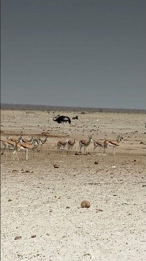 Springbok in the Etosha National Park, Namibia.