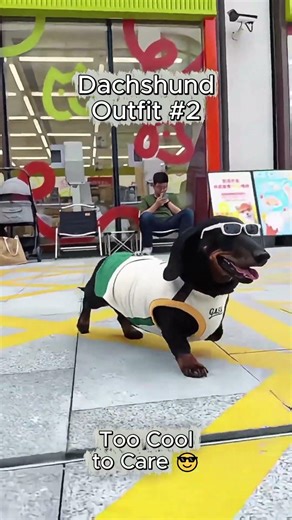 DogsTV Short | The Dachshund Too Cool to Care 😎