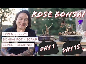 How to make Rose Bonsai from Hard Cutting