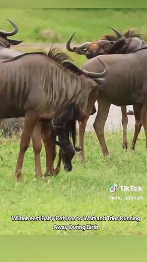 Wildebeest Calf Attempts to Run During Birth