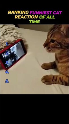 Funny & Cute Cats You Can’t Ignore 😭 part 3 || #shorts #cats #funnycats ||