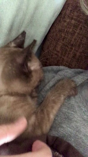 76K views · 5.7K reactions | Here’s a video of Mocha the kitten to brighten up your day, submitted by Anna Uriel!梁 #Adorable #Kitten #ASMR | Jackson Galaxy | Facebook