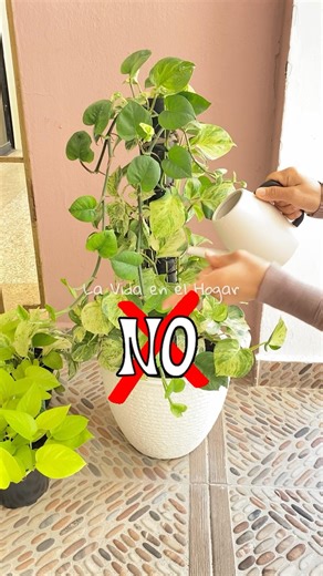 💚 El método que nunca falla 👌💦🪴#plantas