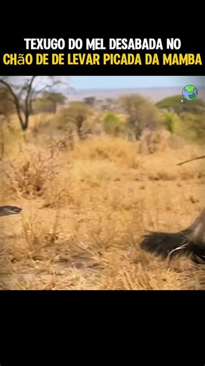 O Texugo do Mel des... #animais #fyp #curiosidades #humor #africa