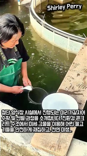 친환경 수조 속 수천 마리 물고기 선별 작업 #worker #process #fishhatchery #sustainable #agriculture